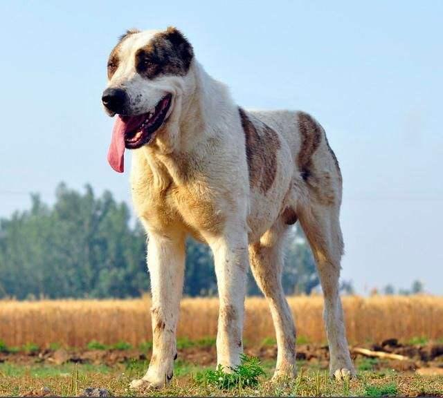 “牧羊神犬，耳闻天下：一张图片的科技狂潮”