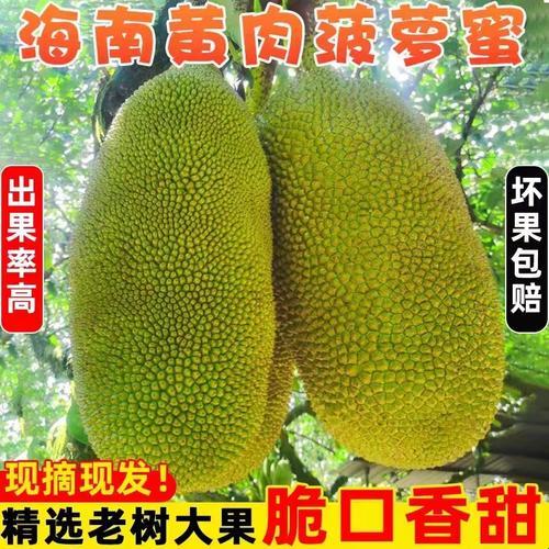"菠密"路线区二1688：科技新潮流的滑稽领跑