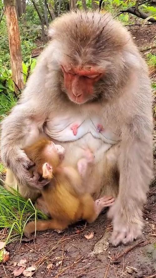 男生女生一起“生侯猴子”，笑谈间引领创新潮