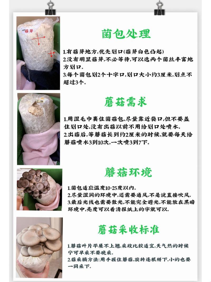 “菌界奥秘大揭秘:蘑菇种植,‘菇’起风云!”