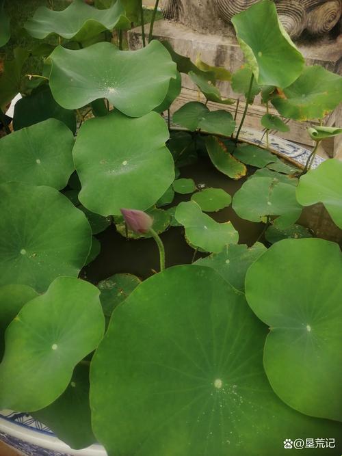《科技荒原上的母性光辉：突破，再突破！》