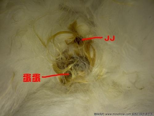 毛发飘飘,创新尿流引爆笑坛