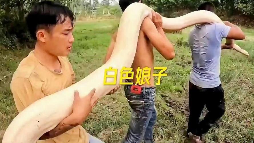 17c一起草国卢狂想曲:网友热议下的科技江湖