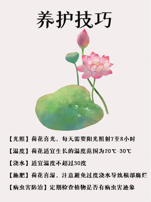 女人说荷花，崛起的科技新星？