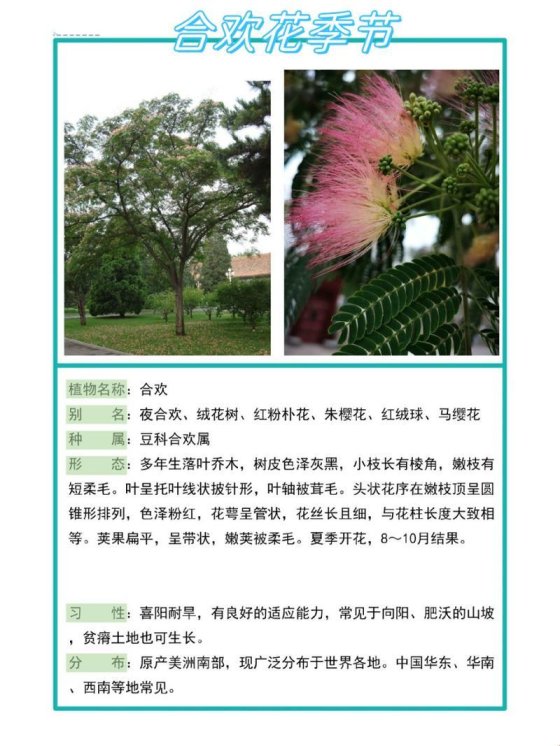 合欢的别名叫什么？城市裂缝里碎掉的马缨与夜合