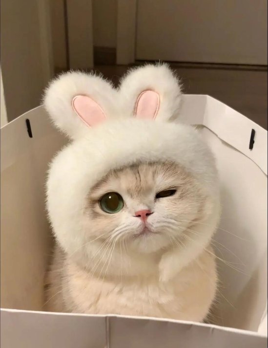 猫咪视频大全搞笑可爱竟让程序员集体摸鱼？这波流量密码太邪门！