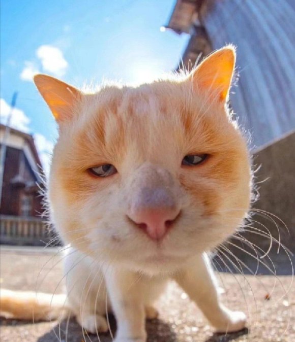 猫咪视频大全搞笑可爱竟让程序员集体摸鱼？这波流量密码太邪门！