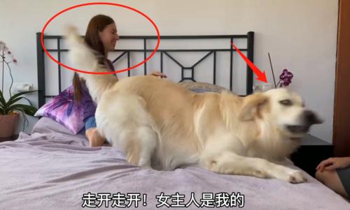 金毛与女主人合体：科技如何重塑人宠关系？