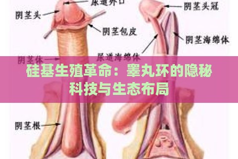 硅基生殖革命：睾丸环的隐秘科技与生态布局