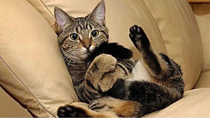 新说法！霸总买玩具猫尾自己玩竟是2025智商税？郑州玩家怒怼3大隐藏坑