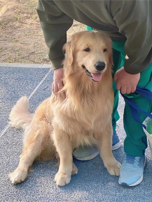 和金毛四年安然无恙背后藏着什么秘密？