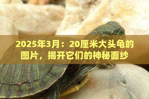 2025年3月：20厘米大头龟的图片，揭开它们的神秘面纱