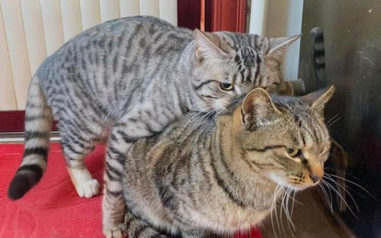 2025猫咪mv高清在线观看真香指南：你的流量被猫爪挠废了吗？