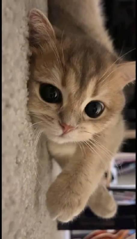 新版猫咪短视频：一只猫引发的全球数字化狂欢