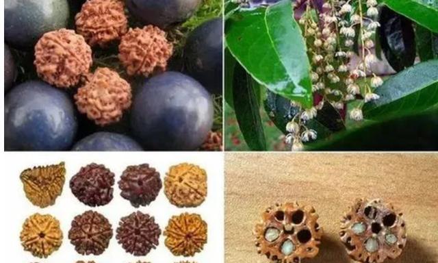 蓝屏级硬核解码：川藏线爆款文玩背后的植物学暗战