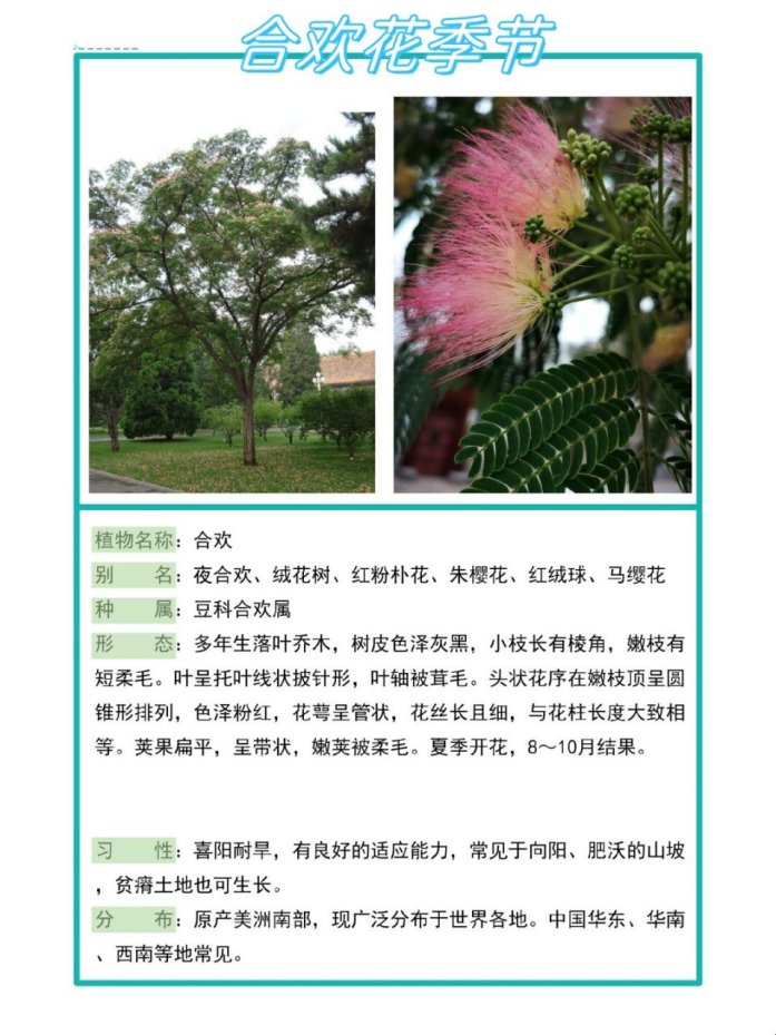 2025新说法！合欢的别名叫什么引爆绿化圈？网友怒怼：别再踩坑