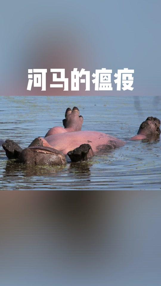 2025河马冰块如何让云南大象直呼内行？这份新物种生存指南突然火了