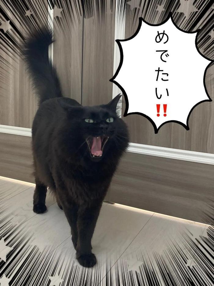 2025新发现！晋江黑猫体型超标竟与用户阅读习惯有关？