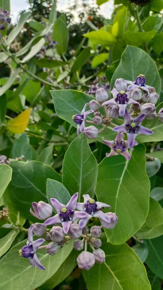 牛角花命名真相大起底：别再被这个植物界的“假身份证”忽悠了！