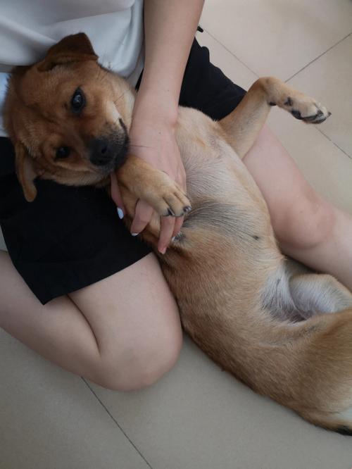 2025新母犬配种指南：水门太深公狗进不去？人工干预真香操作手册火了