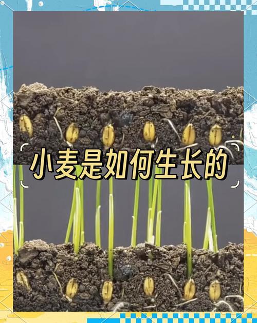 《麦子的秘密2》里藏着哪些被忽略的生存法则？解锁麦田迷宫必看攻略
