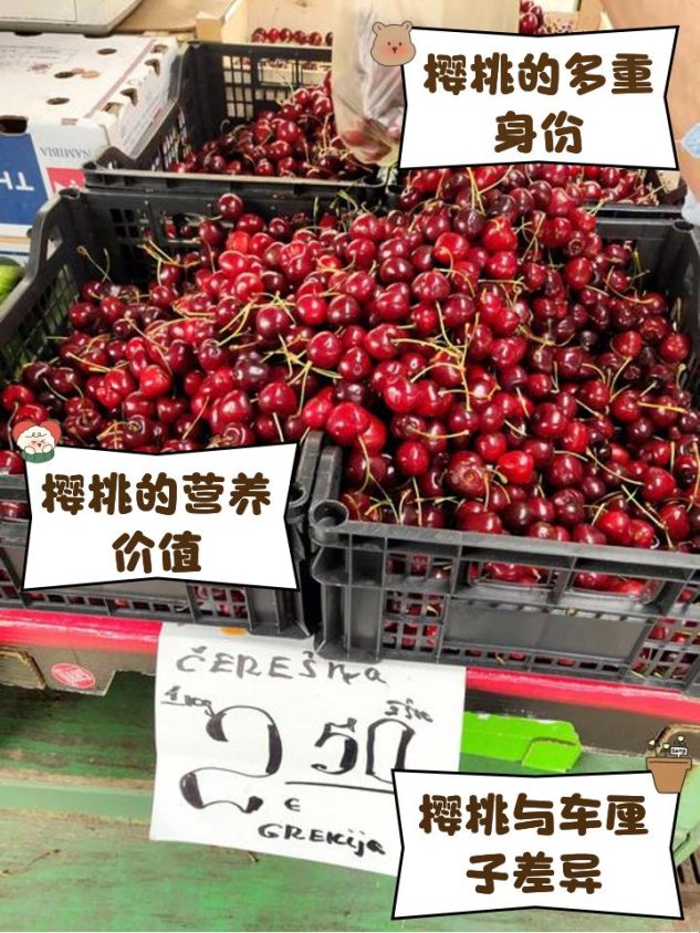 樱桃cherry官网：如何在信息洪流中找到你的专属服务？