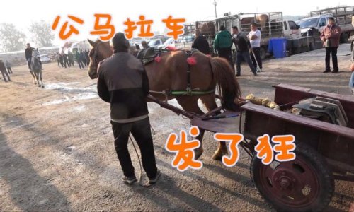 2025年小马拉小车合集视频：科技与娱乐的深度解析与解决方案