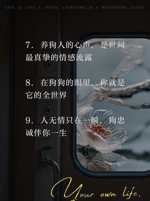 养狗人必看！如何用一句走心文案改变人宠关系？