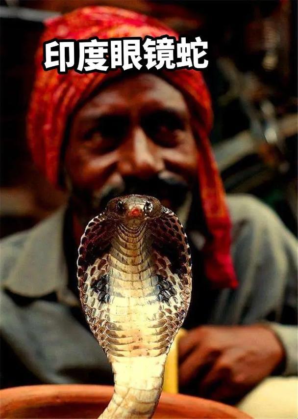 2025印度蛇片考古报告！这三部禁片竟藏着千年诅咒？