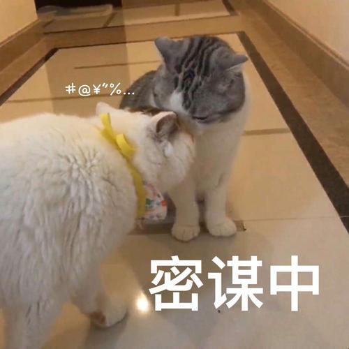 宠物经济：悄悄宠背后的科技野心