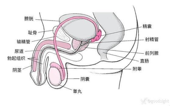 2025年阴囊根部定位新指南！网友直呼这位置竟然藏了秘密