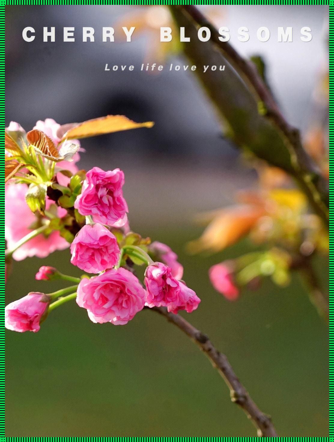 "粉红炸弹"来袭,你的樱花还安全吗?