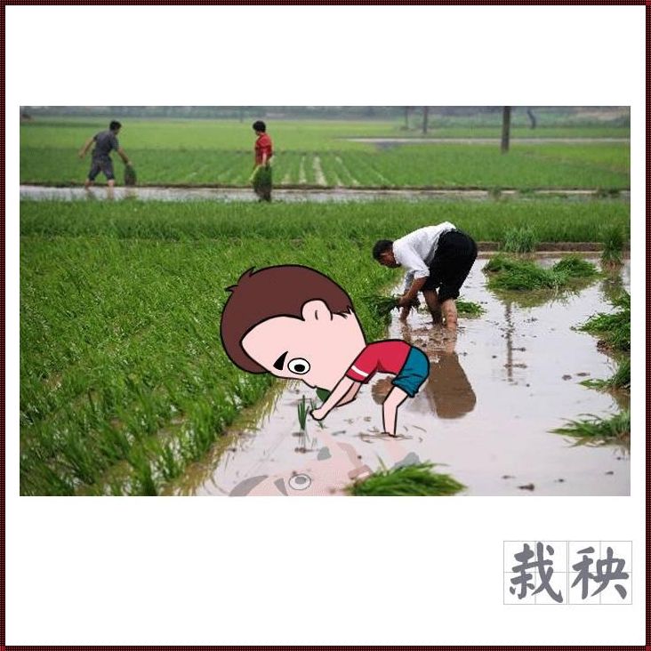 农业科技新潮流?笑谈“插秧表情包”引领风骚