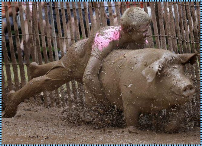 人猪大战:崛起的新星