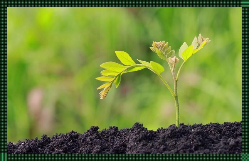 嫩芽视频?呸,看我不酸死你!