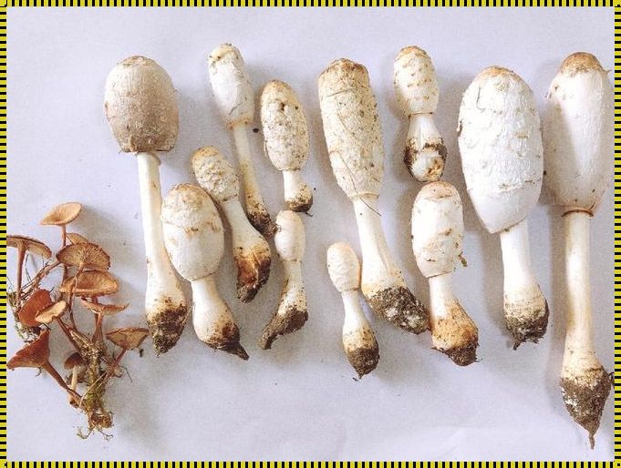 毛头鬼伞狂潮:笑谈科技界的“黑暗料理”