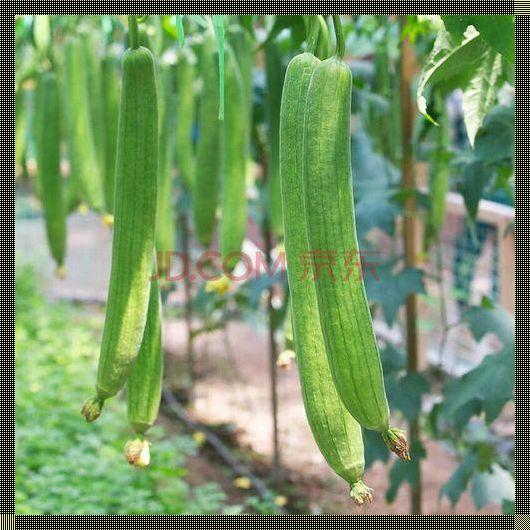 “草莓丝瓜”狂想曲：创新魔法下的科技狂欢