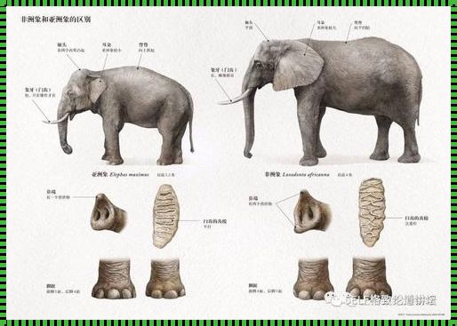 《Sci大象区:一区二区,谁主沉浮?》