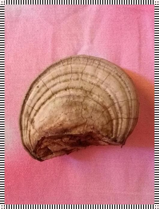 “硬度”逆袭:硬蘑菇引爆科技圈笑点