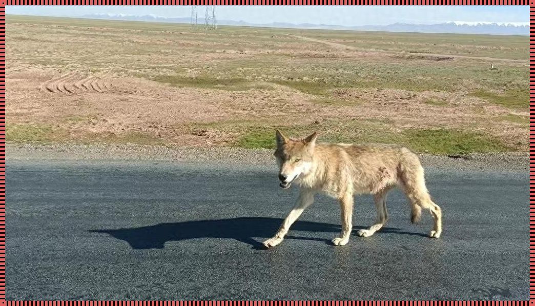 “无人区狂狼”创新狂潮,掀起科技界热议腥风血雨