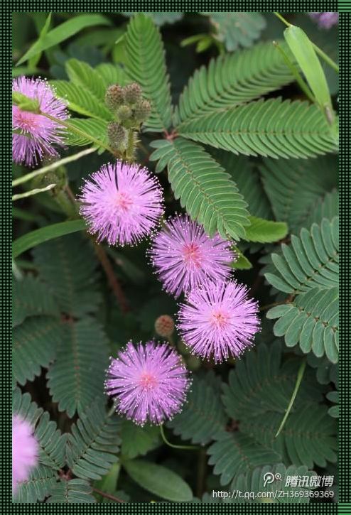 "探秘!远古含羞草的奥秘:突破记录的绿色使者"