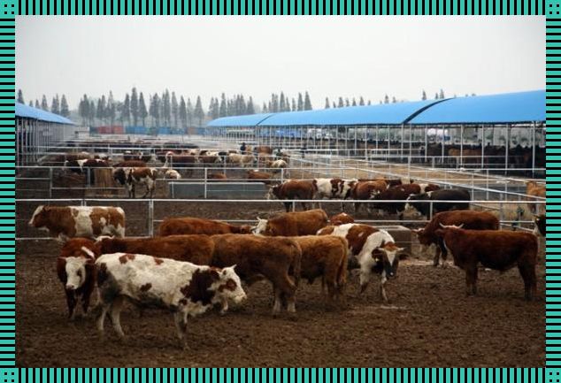 丰顺市养牛可行性分析:探索创新之路