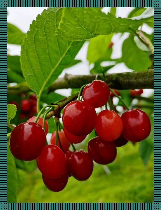 “蜜汁樱桃”林妙妙,性格奇葩引爆科技圈新话题!