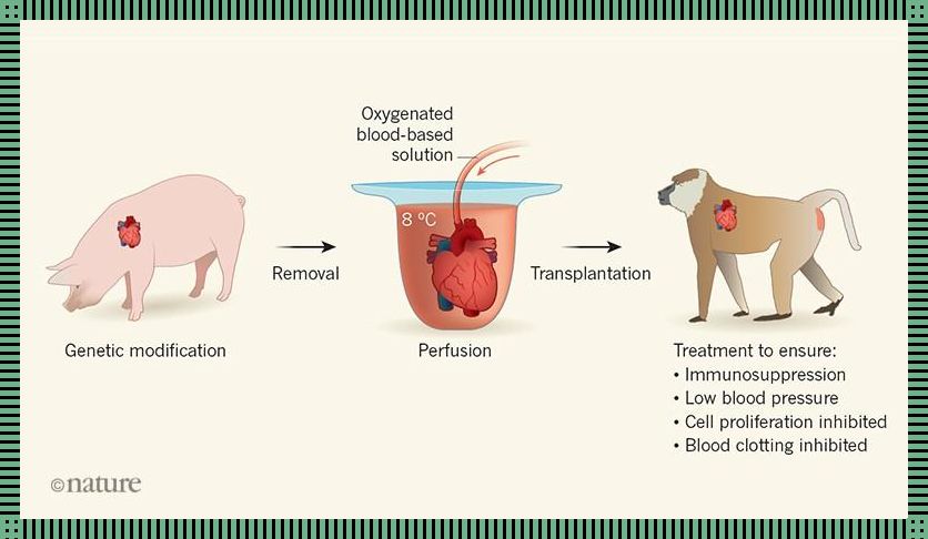 “基因狂欢”:人与猪DNA的奇妙“纠缠”