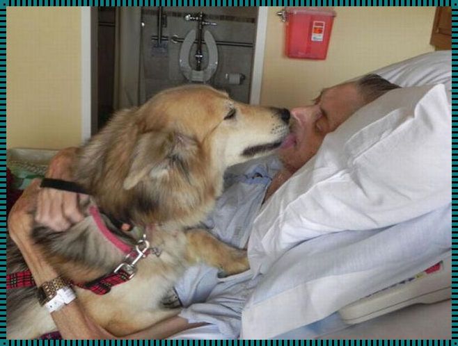 “人狗大战CSND”揭秘:一场荒诞盛宴背后的真实与幽默