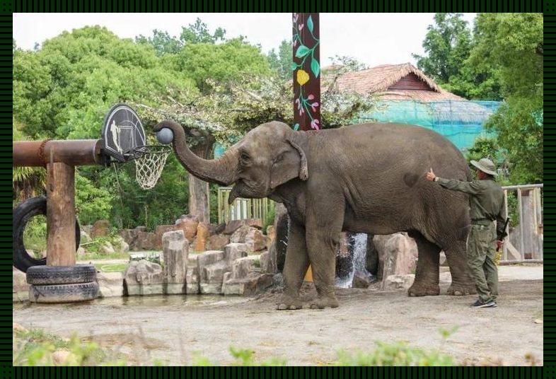 "伊春园"奇观:大象门口接客,创新闹剧引热议