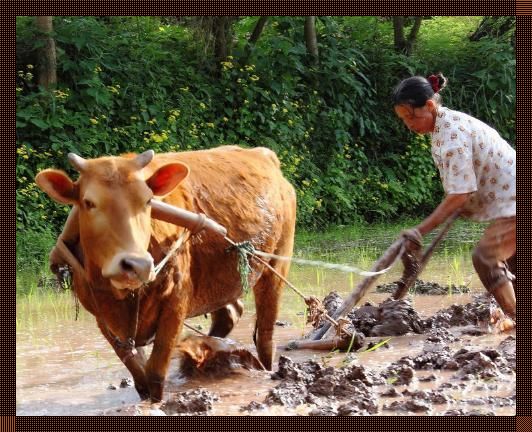 “耕娘田”的疯狂寓言:科技圈的“另类路径”