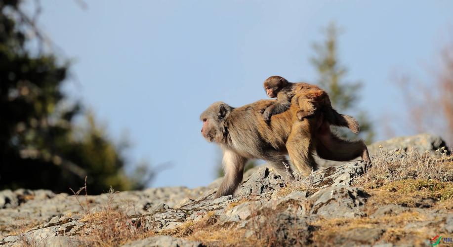 “性别纠缠:科技狂潮下的笑谈与深思”