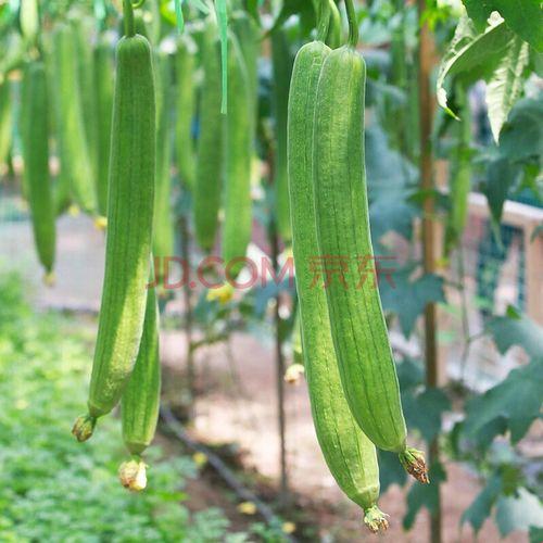 “草莓丝瓜”奇遇:科技界的惊喜连连