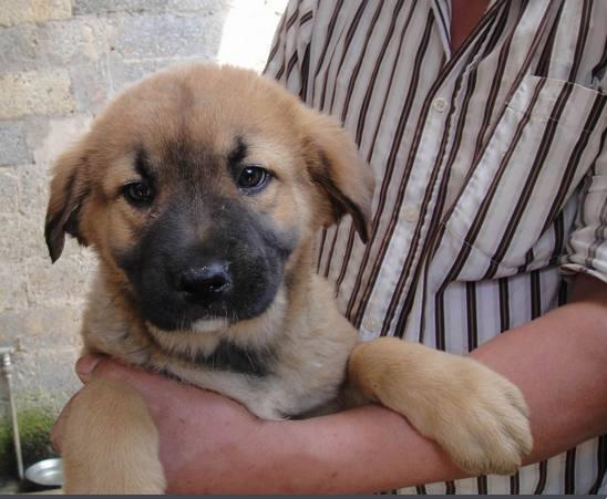 《东北“狗儿”长成“原始”大侠,笑谈科技江湖》